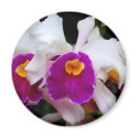 Cattleya Orchid - White/Purple magnets by almedic104 Cattleya Orchid - White/Purple magnets