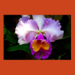 flowers, annuals, perrenials, orchid, orchids,