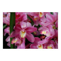Cattleya Orchids - Pink posters by almedic104 Cattleya Orchids - Pink posters