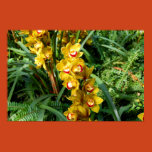 flowers, annuals, perrenials, orchid, orchids,