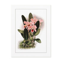Cattleya percivaliana postcard