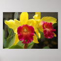 Cattleya posters