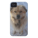 Caucasian Sheepdog casemate cases