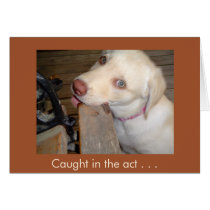 Caught in the Act of Loving You Yellow Lab cards