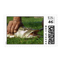 Caught postage