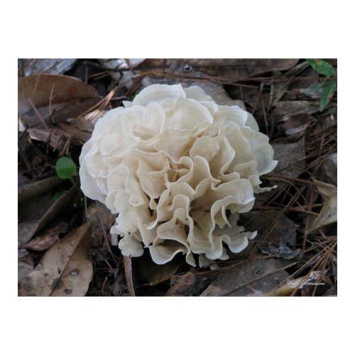 Cauliflower Fungus print