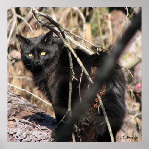 Cautious Star Noir Cat print
