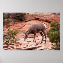 Cautious Young Female Poster