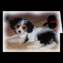 Cavachon Beauty cards
