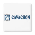 Cavachon Blue magnets