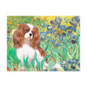 Cavalier 2 (Bl) - Irises postcards