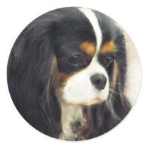 Cavalier Digital Pastel Puppy Sticker by carrollgraphix Cavalier Digital Pastel Puppy Sticker