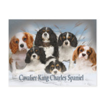 Cavalier King Charles Can't Have Just One gifts postcards