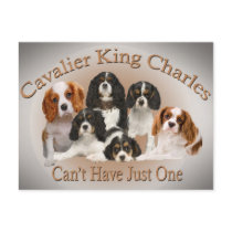 Cavalier King Charles Can't Have Just One gifts postcards
