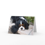 Cavalier King Charles Greeting Cards