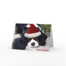 Cavalier King Charles Christmas card
