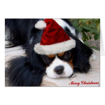 Cavalier King Charles Christmas card