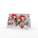 Cavalier King Charles Christmas Day cards