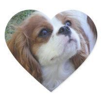 Cavalier King Charles cute puppy dog heart sticker stickers
