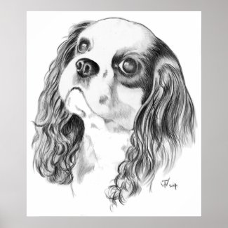Cavalier King Charles Drawing Posters