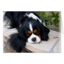 Cavalier King Charles Greeting Cards