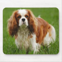 Cavalier King Charles Mousepad mousepads