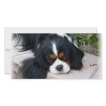 Cavalier King Charles photo cards by MartinisMommy Cavalier King Charles photo cards