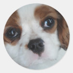 Cavalier King Charles puppy stickers