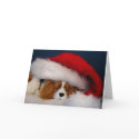 Cavalier King Charles Santa Card
