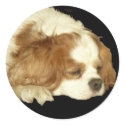 CAVALIER KING CHARLES SLEEPING stickers by cowpainter CAVALIER KING CHARLES SLEEPING stickers