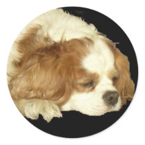 CAVALIER KING CHARLES SLEEPING stickers