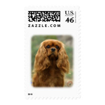 Cavalier King Charles Spaniel 9F51D-10 Stamps