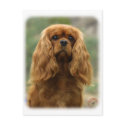 Cavalier King Charles Spaniel 9F51D-10 postcards