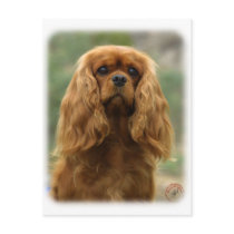 Cavalier King Charles Spaniel 9F51D-10 postcards