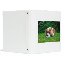 Cavalier King Charles Spaniel Blenheim in Grass Binders