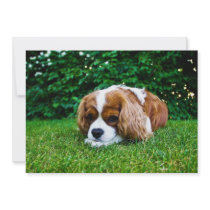 Cavalier King Charles Spaniel Blenheim in Grass Invitation