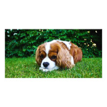 Cavalier King Charles Spaniel Blenheim in Grass Photo Card