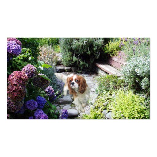 Cavalier King Charles Spaniel Breede Business Card (front side)