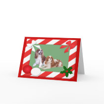 Cavalier King Charles Spaniel Christmas Card Frame