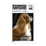 Cavalier King Charles Spaniel Dog Stamps