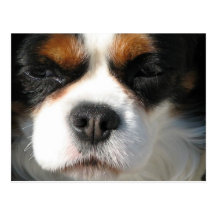 Cavalier King Charles Spaniel Dog Postcard