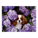 Cavalier King Charles Spaniel Dog posters