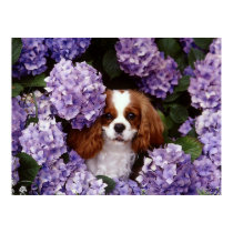 Cavalier King Charles Spaniel Dog posters by beverlytazangel Cavalier King Charles Spaniel Dog posters