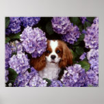 Cavalier King Charles Spaniel Dog Posters