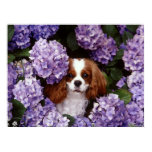 Cavalier King Charles Spaniel Dog Posters