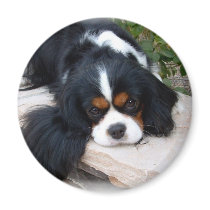 Cavalier King Charles Spaniel magnet by MartinisMommy Cavalier King Charles Spaniel magnet