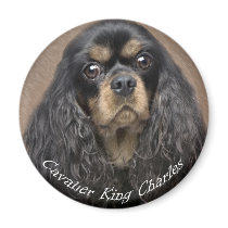 Cavalier King Charles Spaniel Magnets by friskybiz Cavalier King Charles Spaniel Magnets