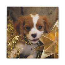 Cavalier King Charles Spaniel Magnets