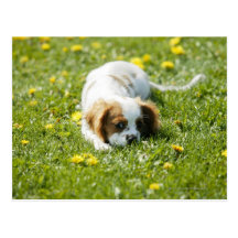 Cavalier King Charles Spaniel Post Cards