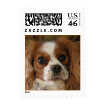 Cavalier King Charles Spaniel Stamp